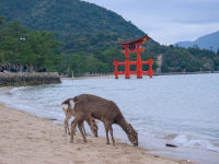 Sacred deer at Itsukushima