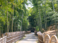 Path in a bamboo forest