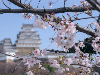 Hanami sakura cherry blossoms at Himeji