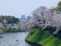 Sakuras at former Edo castle in Tokyo