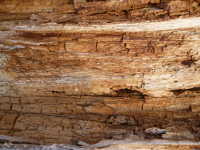 Old tree wood 2