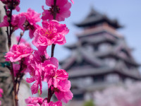 Sakura blossom macro