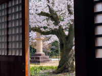 Shoji screen with sakura tree