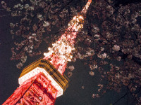 Tokyo tower with sakura